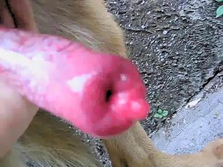 Cum in man dog porn