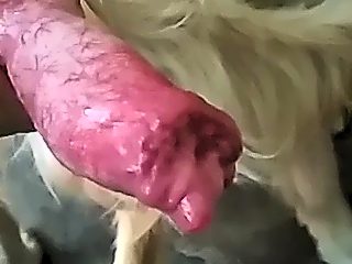 Dog cum video