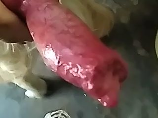 Dog cum video