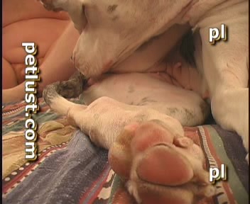 Dog Cumshot » Boy cums