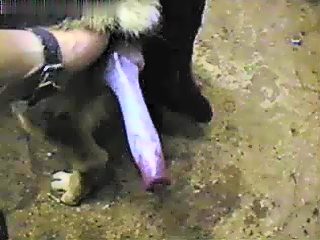 Dogs cumshot after mans jerk