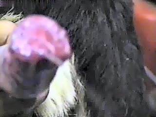 Dogs cumshot after mans jerk