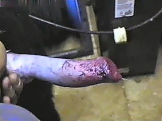 Dogs cumshot after mans jerk